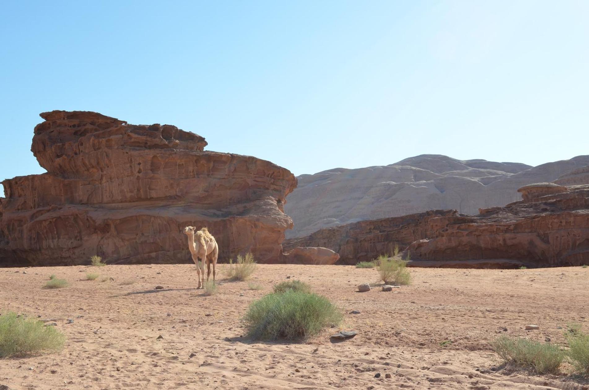 Wadi Rum Caeser Camp Hotel Exterior foto